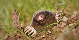 Taupe, mal aimée du jardin et des jardiniers !